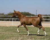 Here you can see that the horse's right forefoot and left hind foot are forward simultaneously. In addition, the left forefoot and right hind foot are backward. 